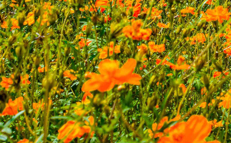 智慧旅游 智慧旅游